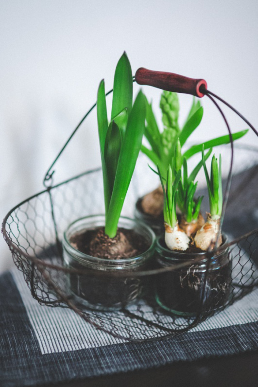 house plants