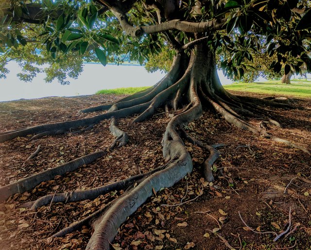 A tree with an extensive network of roots that could clog a sewer line