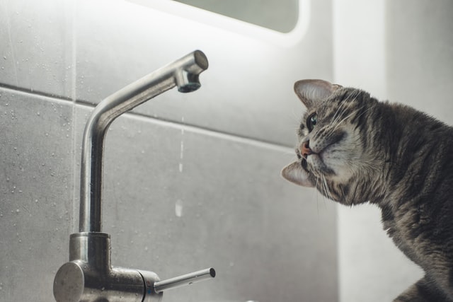 A cat looking at a dripping faucet