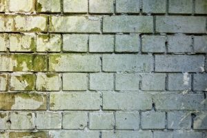 A brick wall with moss growing on it, which is one of the effects on walls of exposure to water and moisture