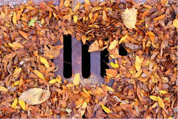 Sewer drain in danger of being clogged by fall leaves