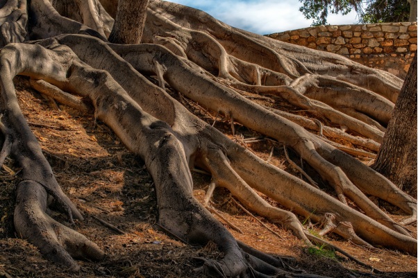 Tree roots that could seep into the underground pipes, causing sewage line disruptions