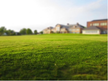 Greener patches of grass in the garden