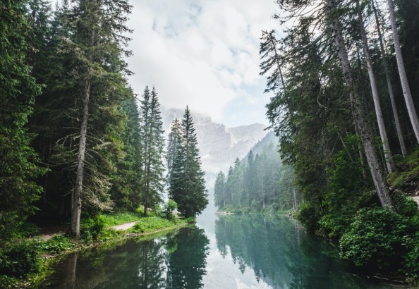 Tall trees in a forest