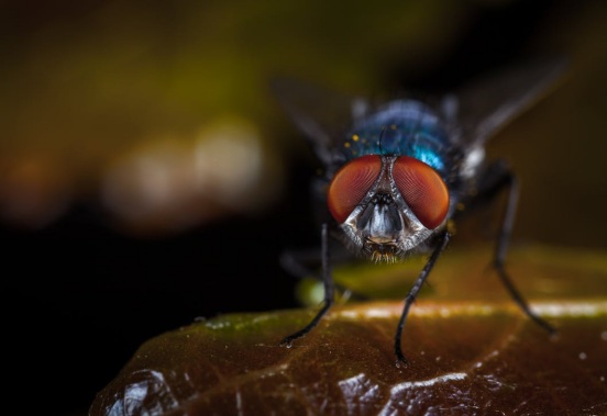 black fly perched on a leaf